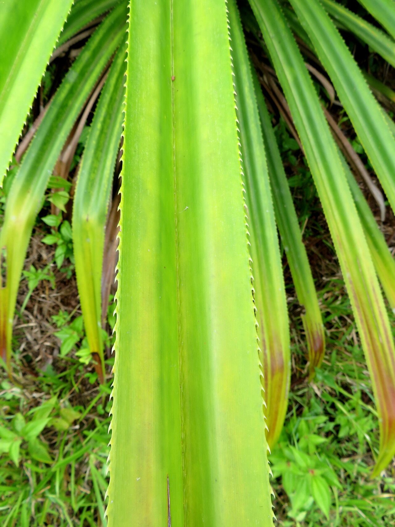 Pandanus livingstonianus — search result for 'Pandanus'