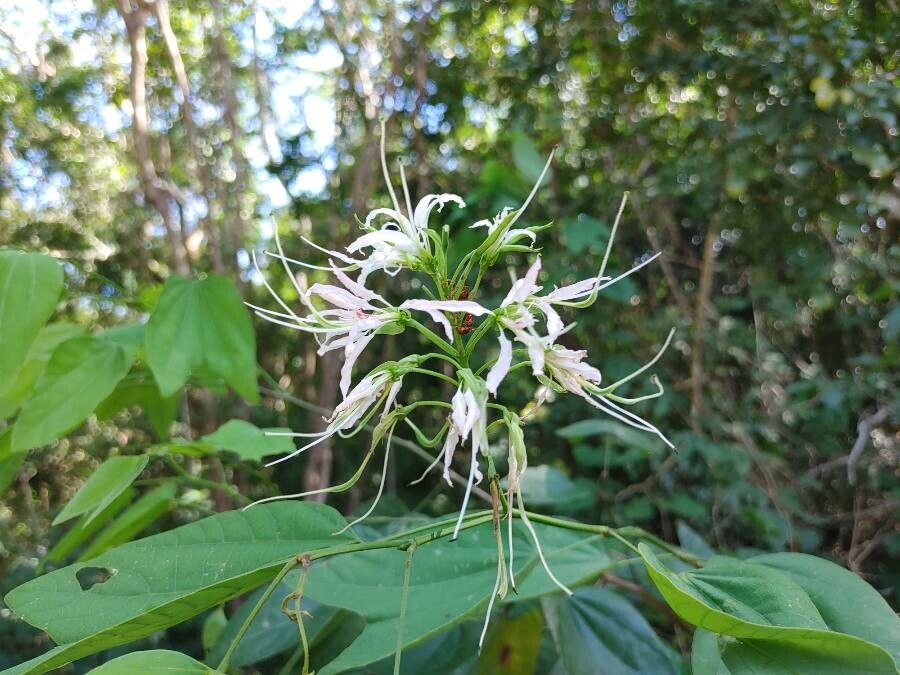 Bauhinia divaricata flower