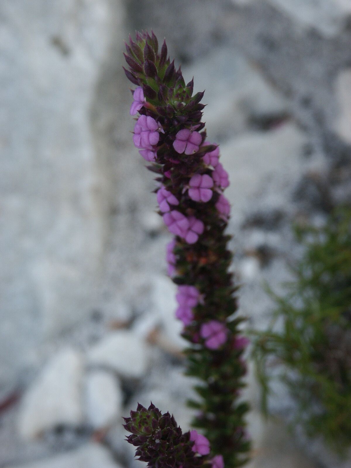Muraltia mitior — related species from the same genus