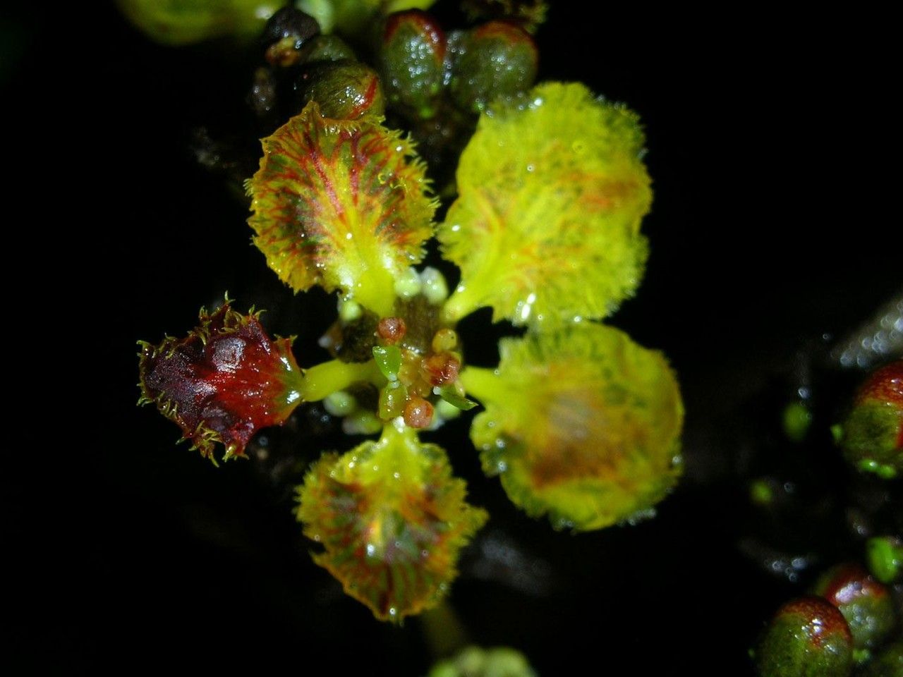 Stigmaphyllon puberum fruit