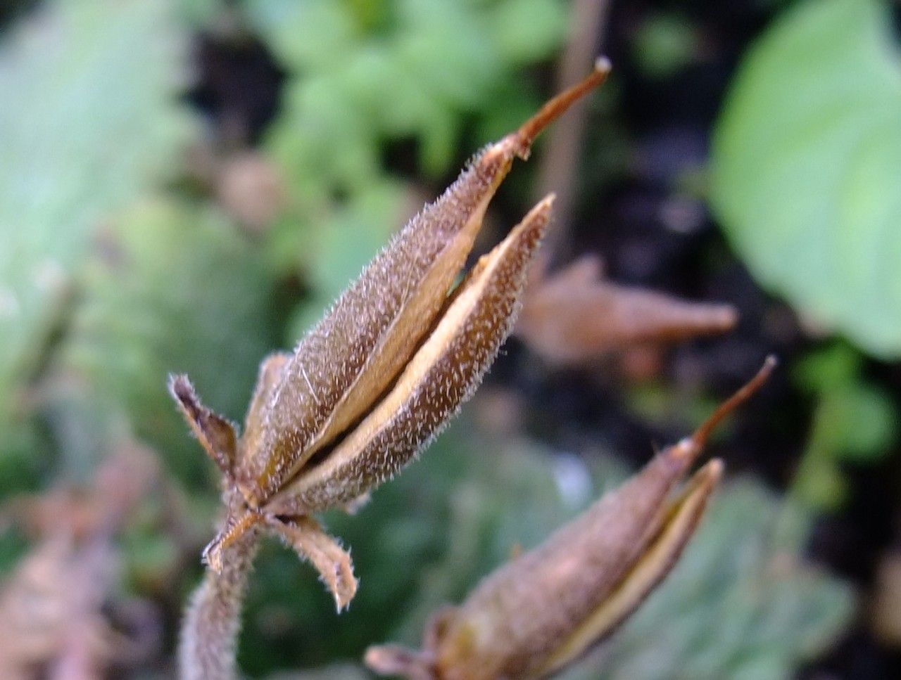 Ramonda myconi fruit