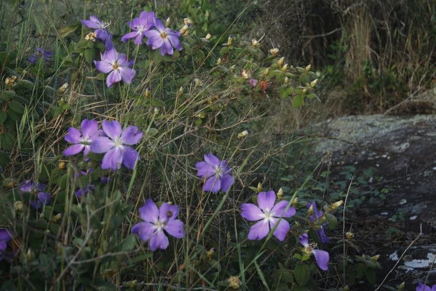 Tibouchina hatschbachii habit