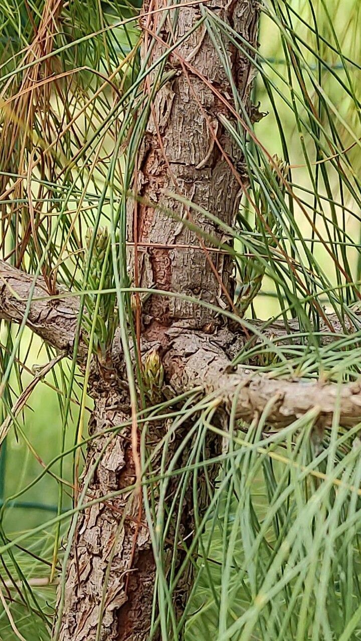 Pinus leiophylla bark