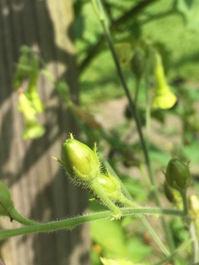 Nicotiana rustica fruit