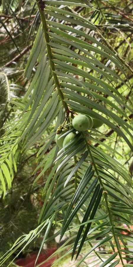 Cephalotaxus fortunei fruit