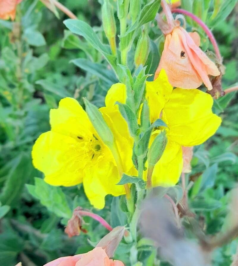 Oenothera indecora flower