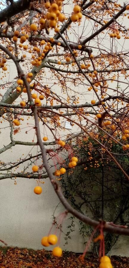 Malus sieboldii fruit