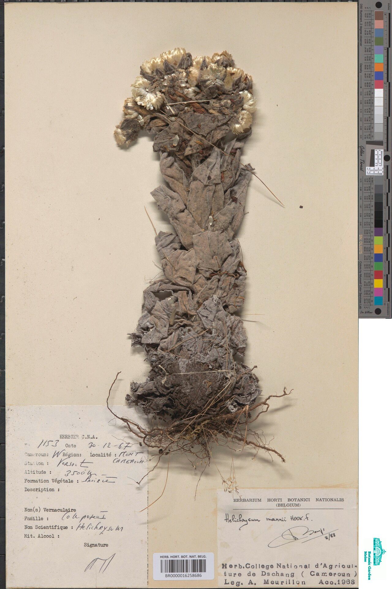 Helichrysum mandrarense — houseplant care guide