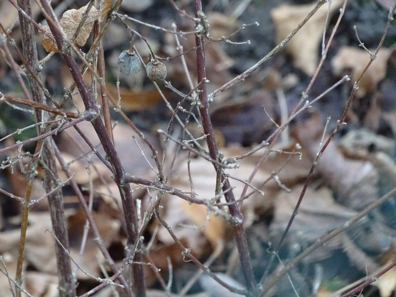 Symphoricarpos x doorenbosii bark