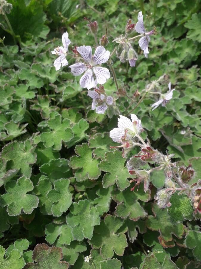 Geranium renardii habit