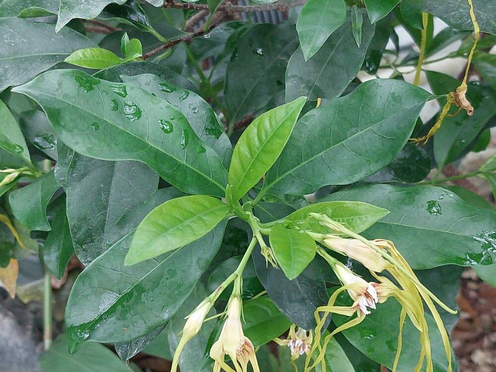 Strophanthus divaricatus leaf