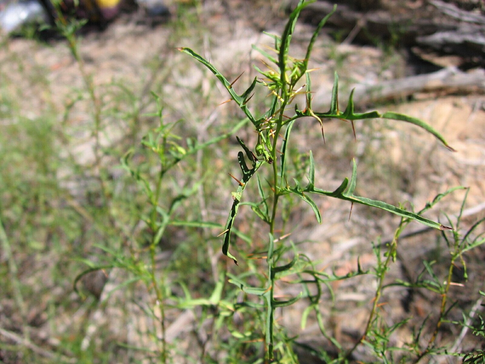 Solanum dissectum habit