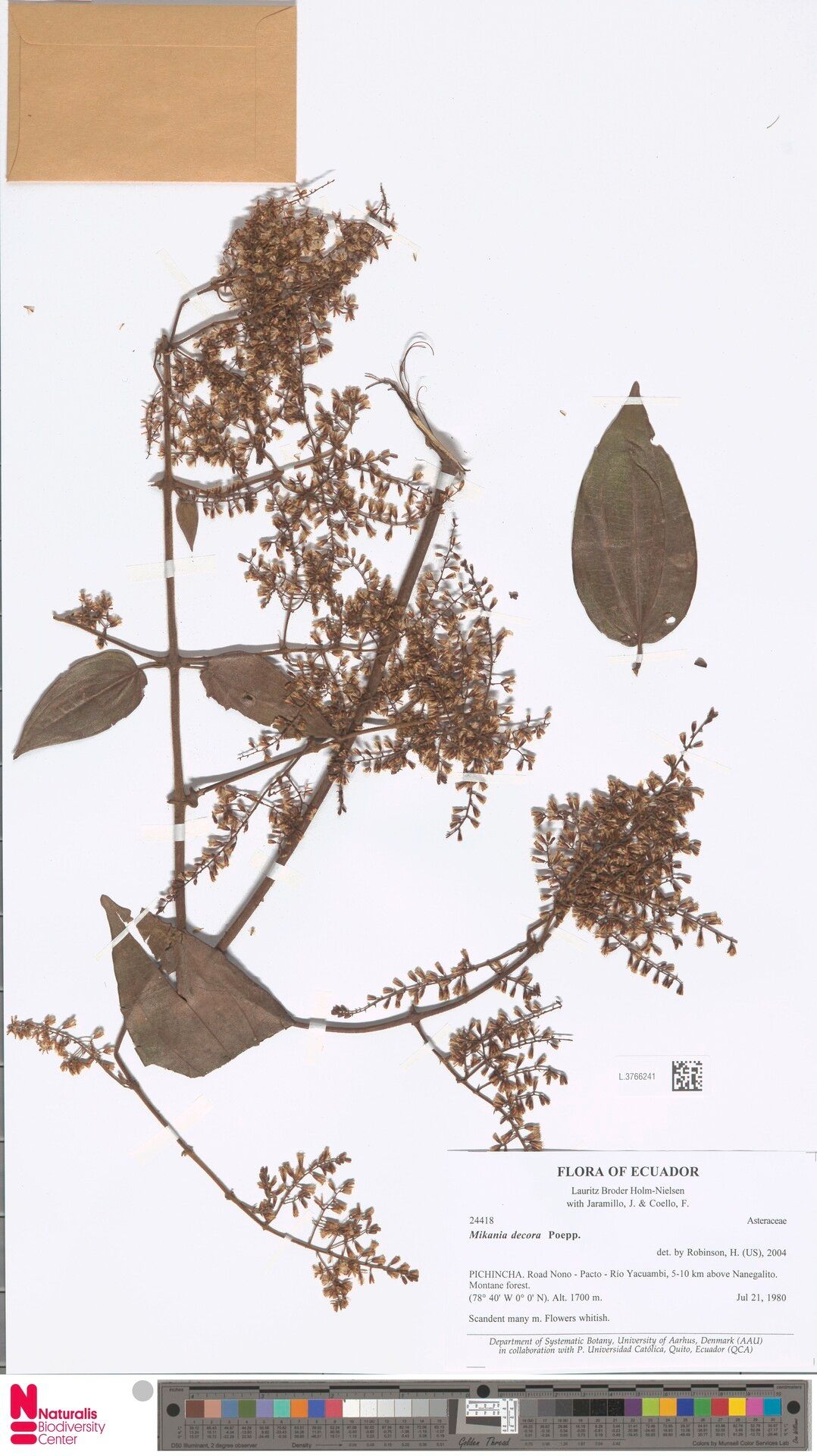 Mikania decora — houseplant care guide