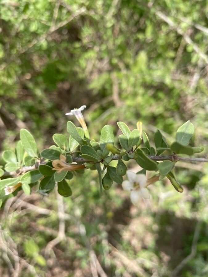 Lycium shawii flower