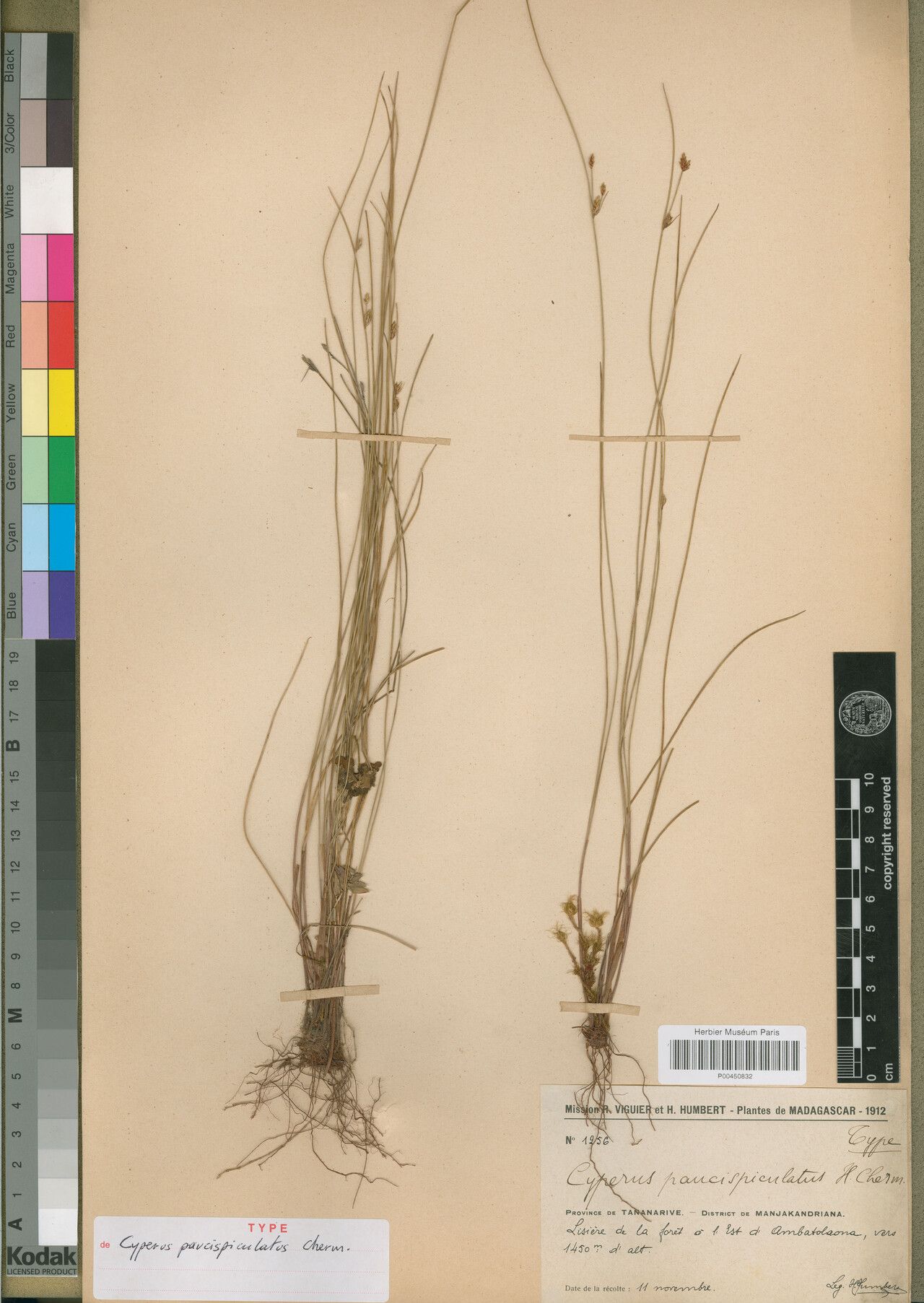 Cyperus limiticola — houseplant care guide