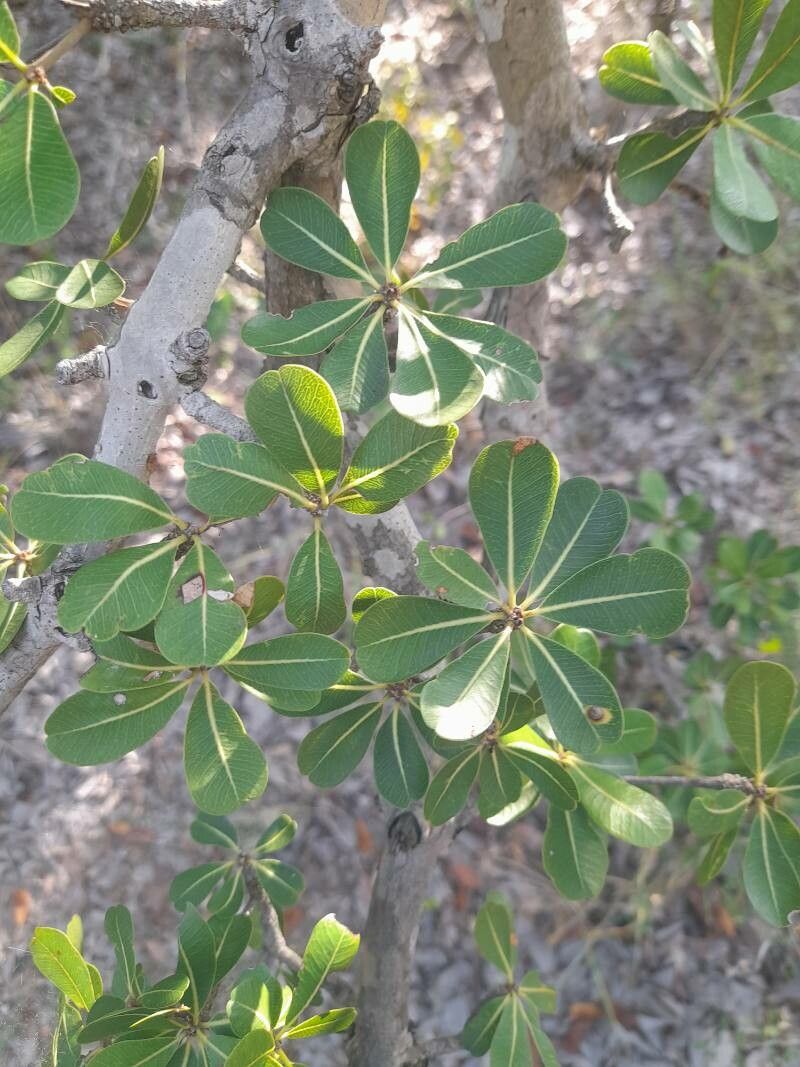 Manilkara mochisia leaf