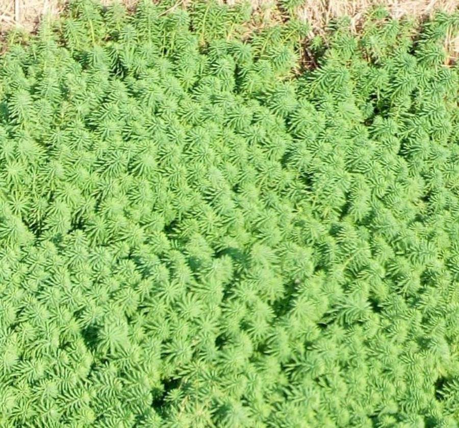 Myriophyllum aquaticum flower