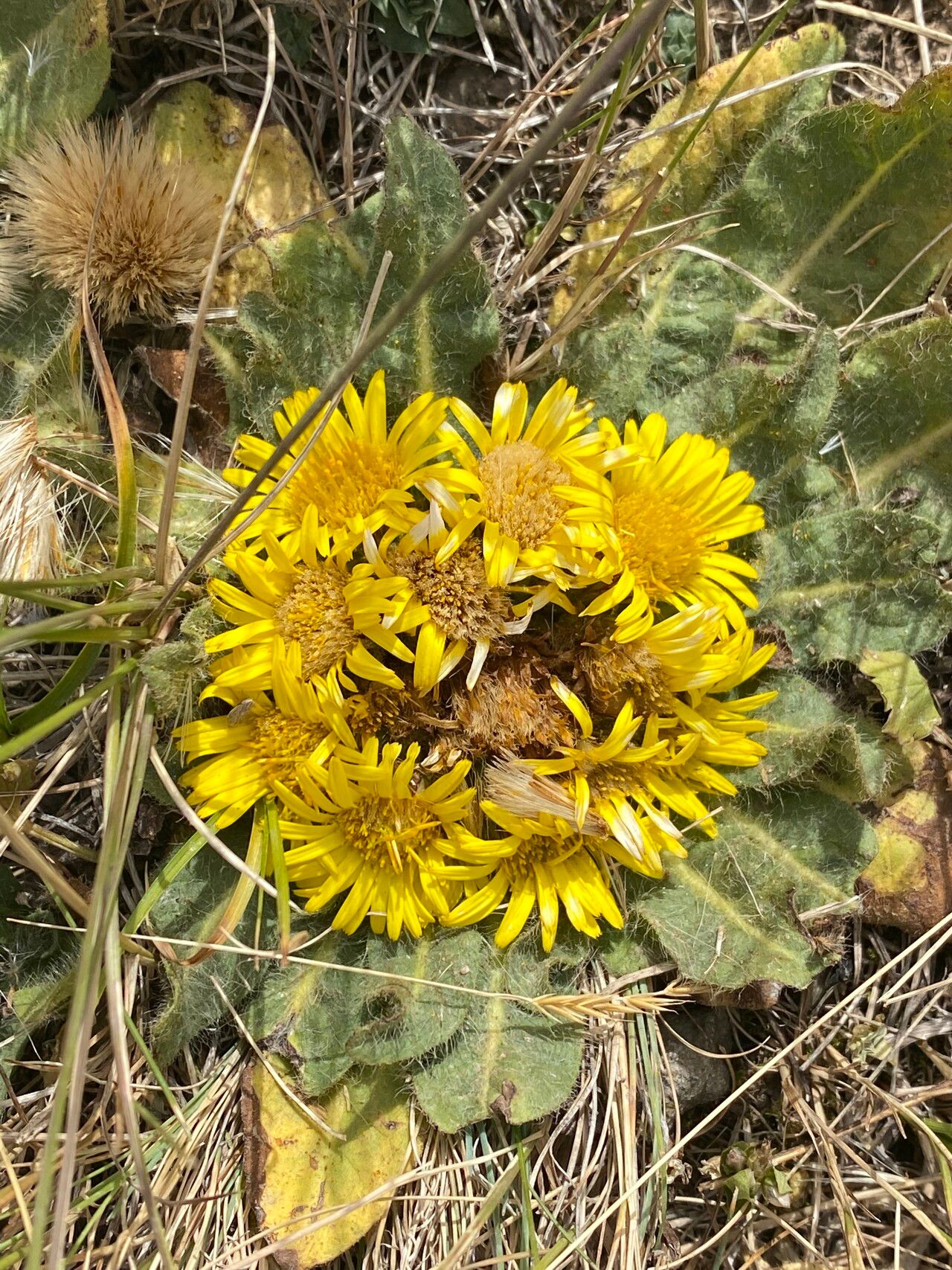 Inula rhizocephala habit