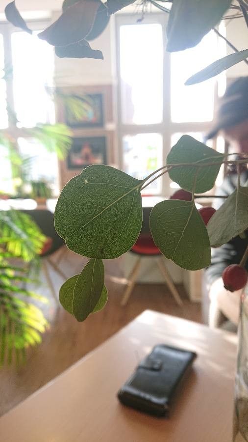 Eucalyptus polyanthemos leaf