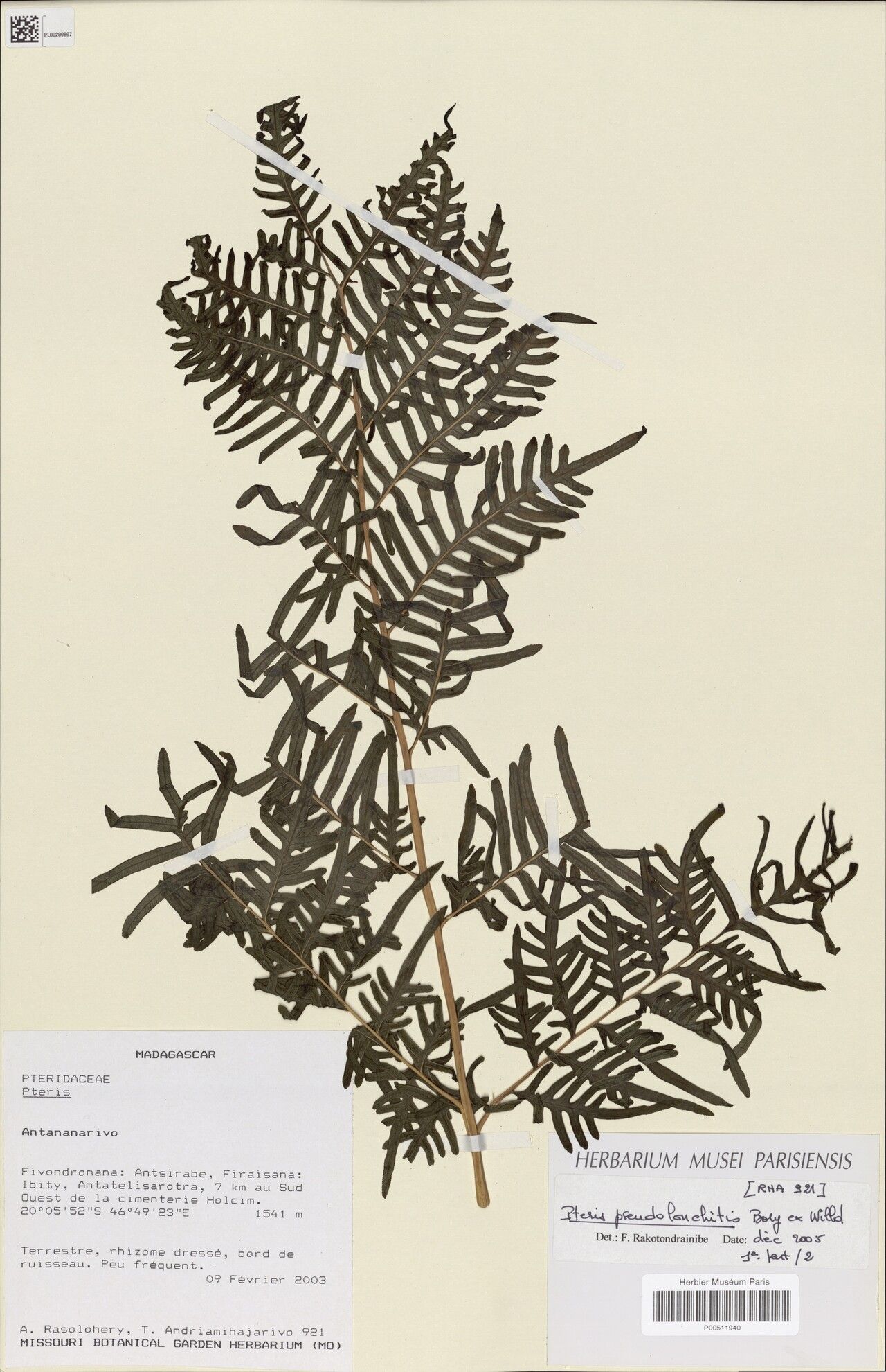 Pteris pseudolonchitis — search result for 'Pteris'