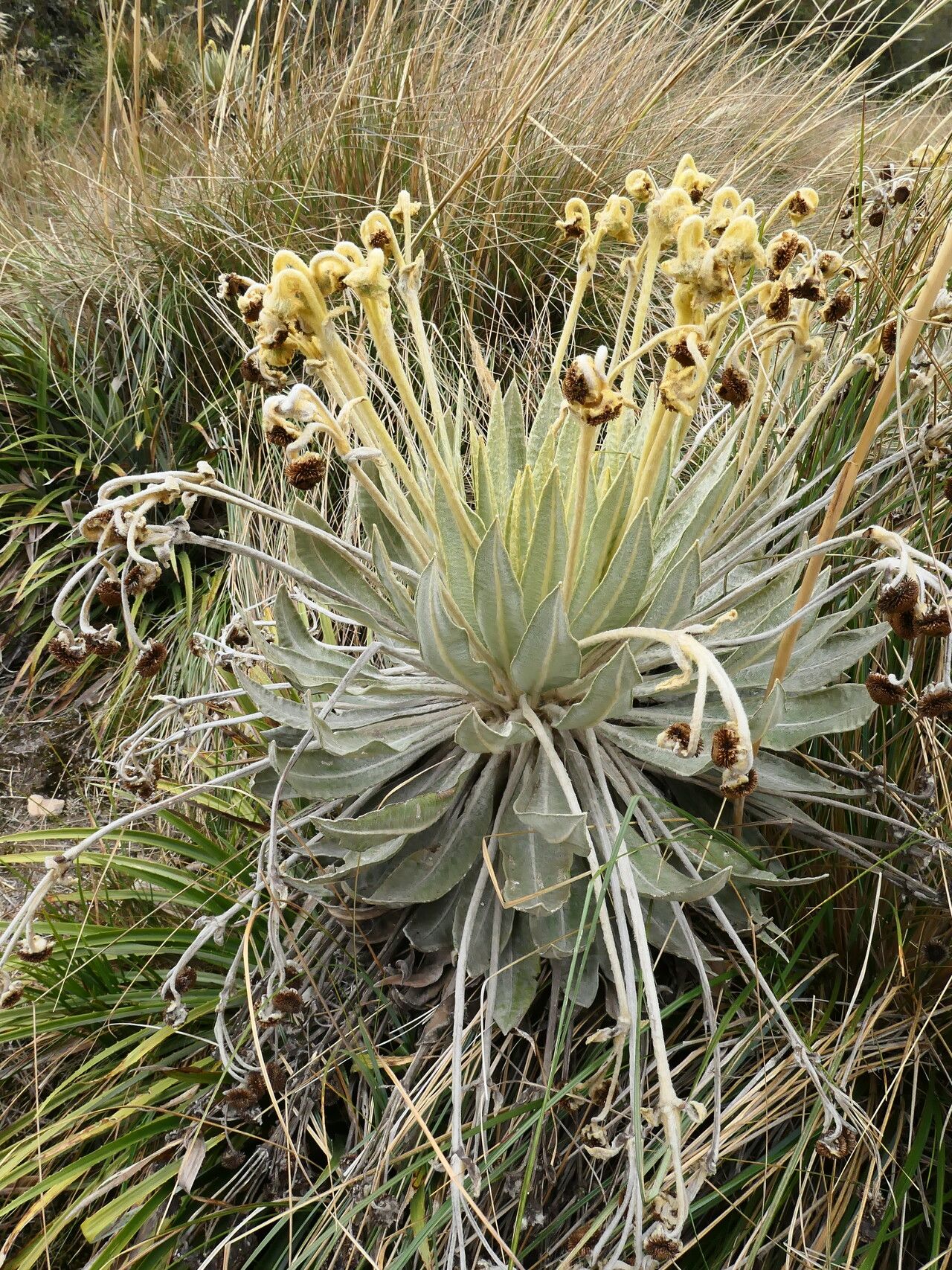 Espeletia barclayana flower