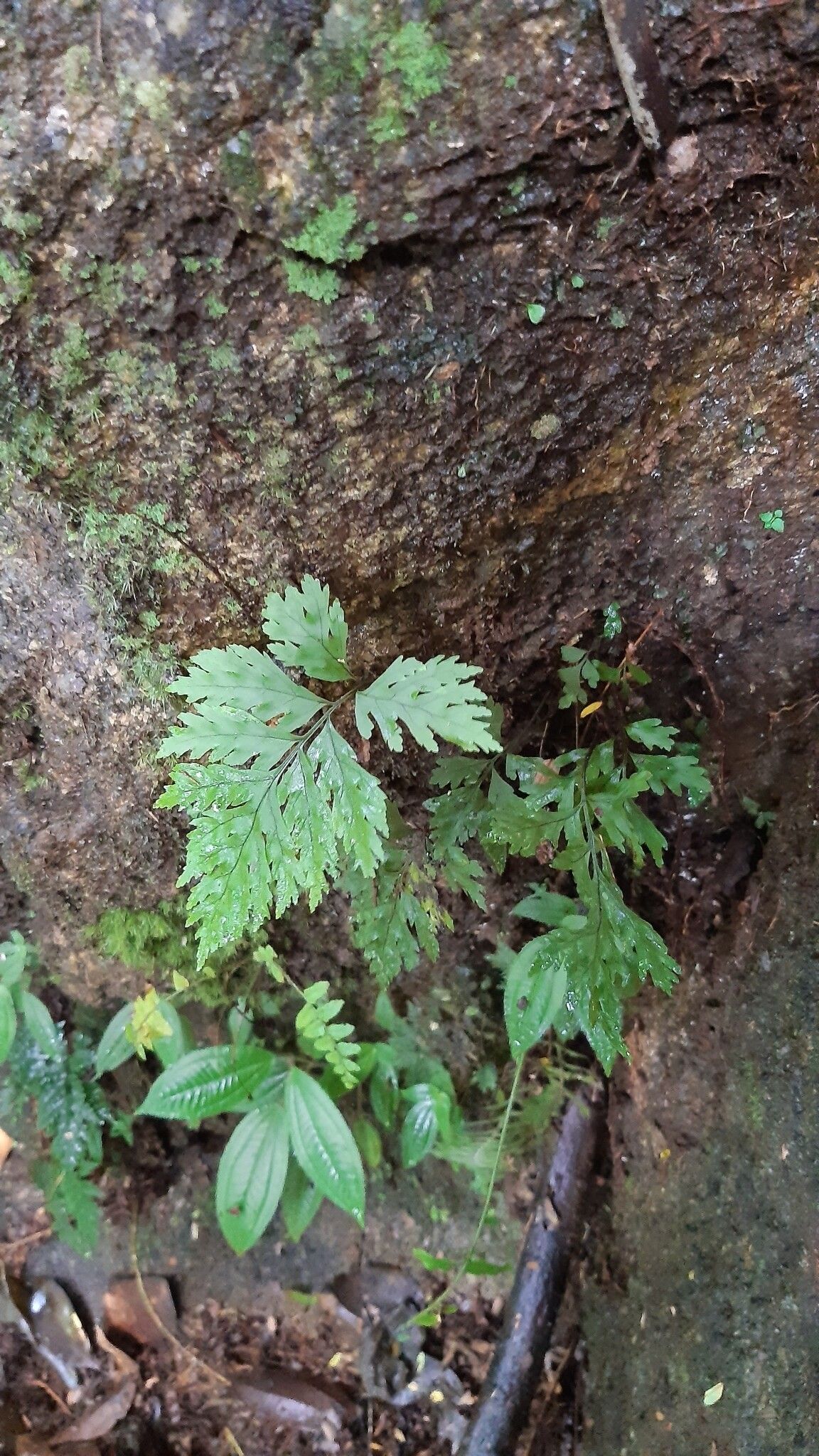 Tectaria pleiotoma — houseplant care guide