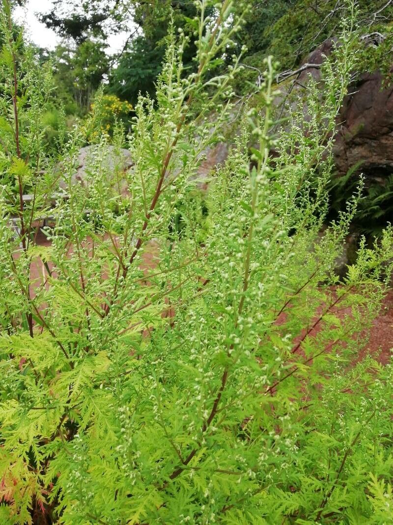 Artemisia gmelinii leaf