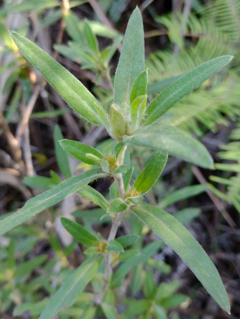 Hibbertia saligna — houseplant care guide