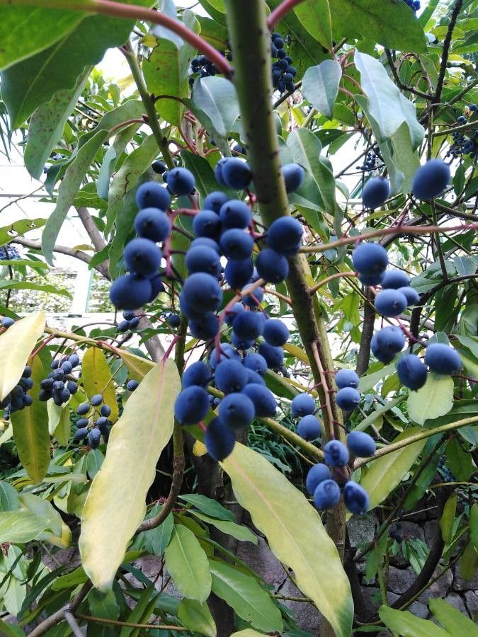 Ixora finlaysoniana fruit