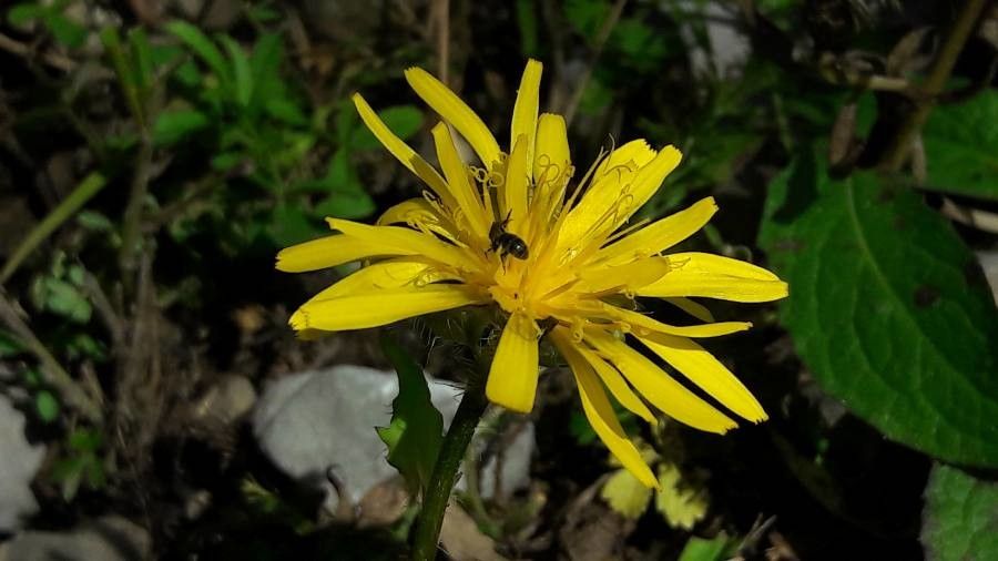 Crepis pyrenaica flower
