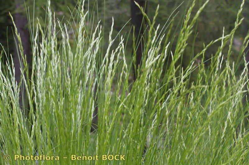 Festuca dimorpha habit