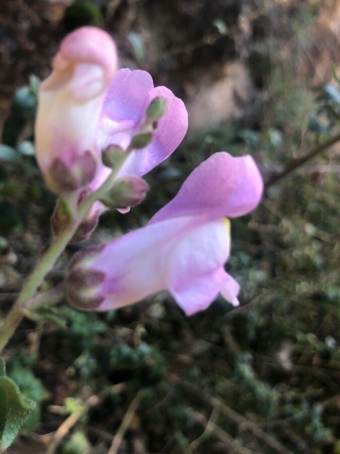 Antirrhinum graniticum flower