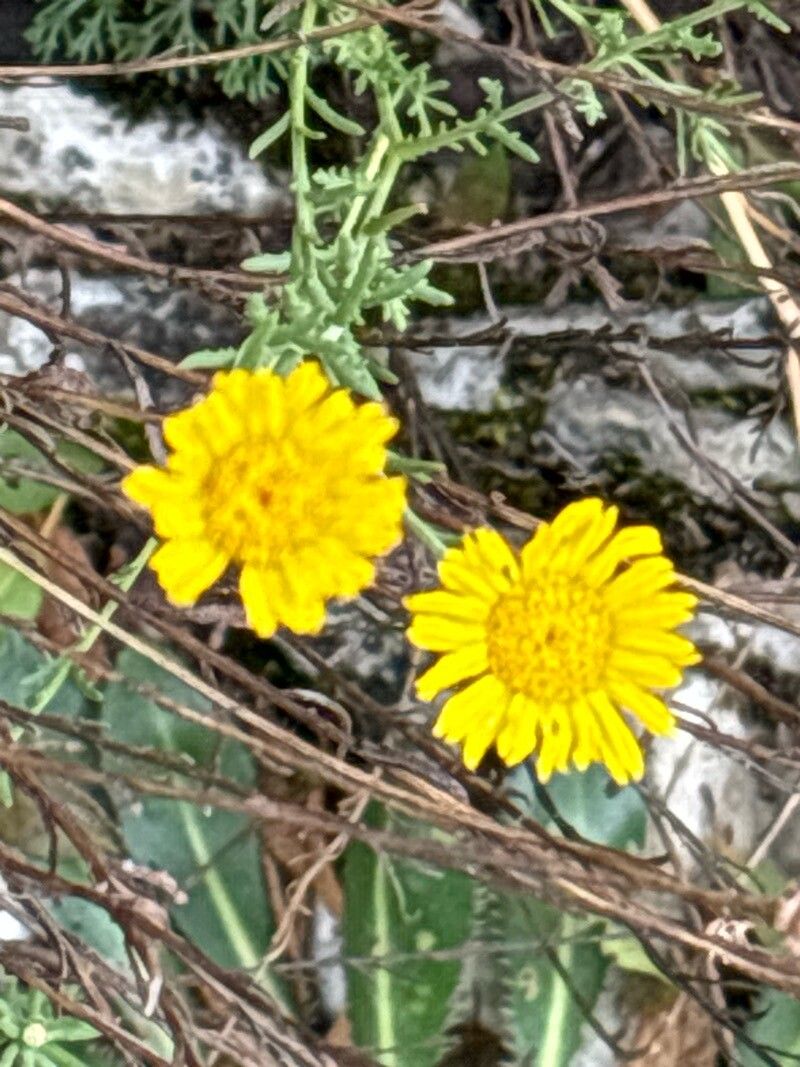 Cladanthus eriolepis — related species from the same genus