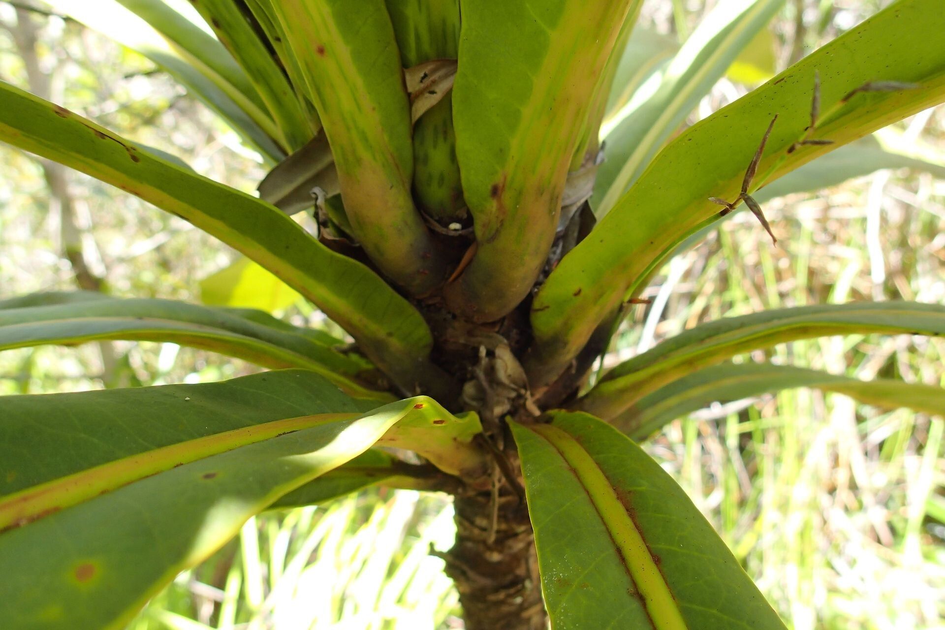 Meryta coriacea — related species from the same genus