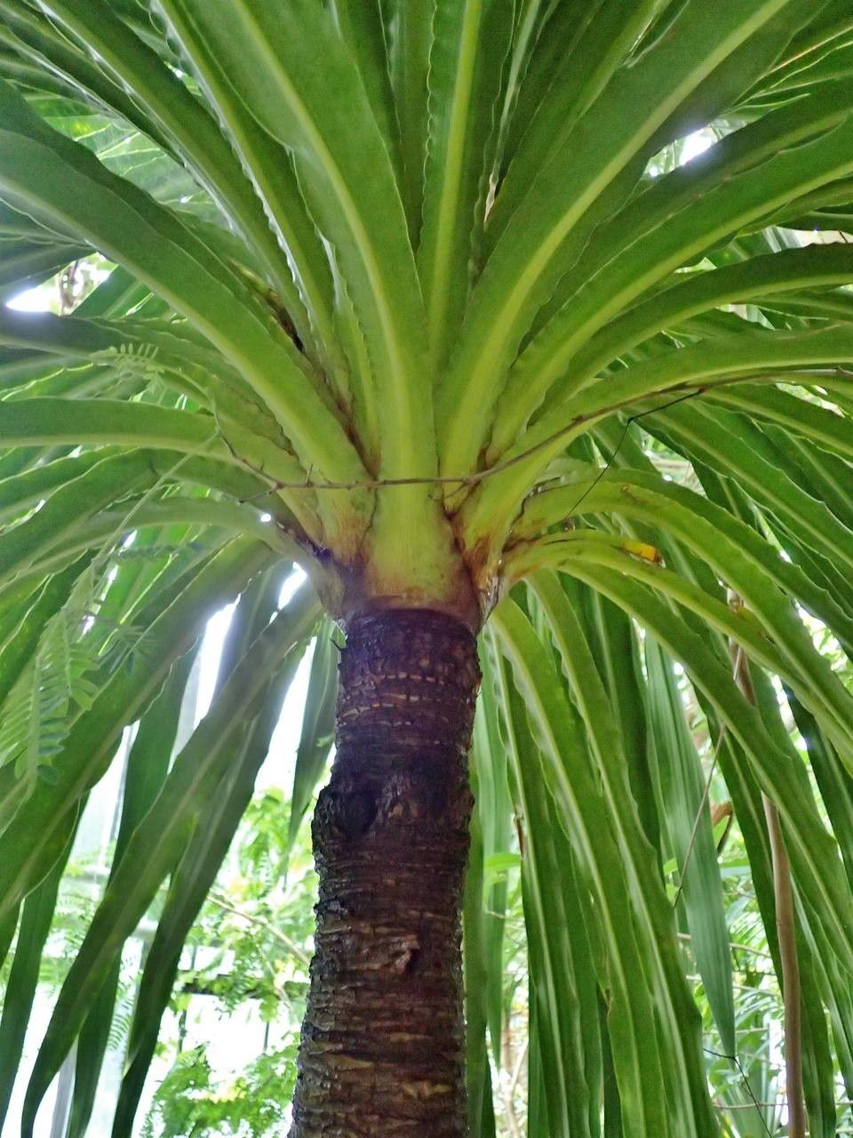 Dracaena umbraculifera — search result for 'Dracaena'