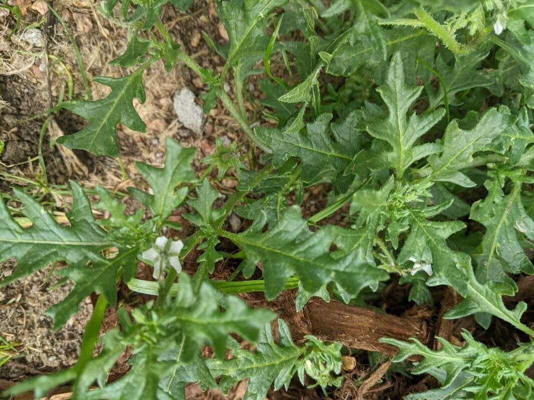 Solanum triflorum — search result for 'Solanum'
