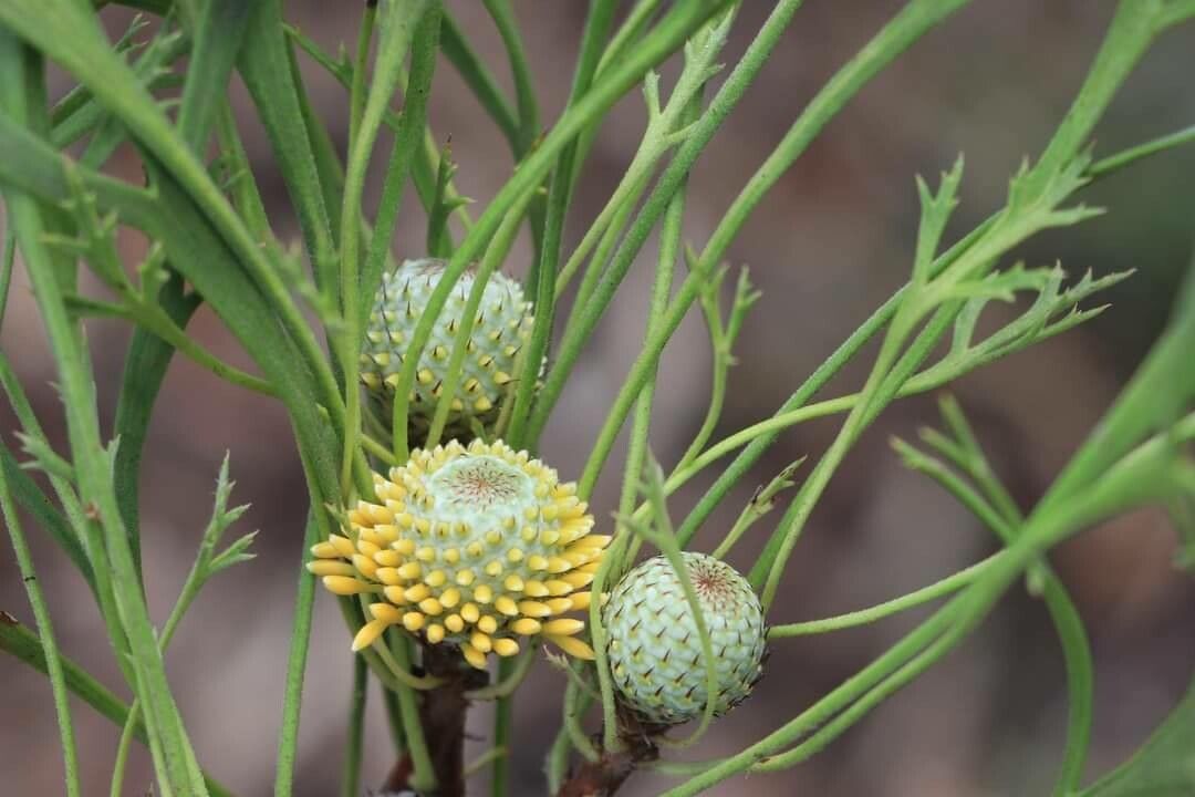 Isopogon anemonifolius flower