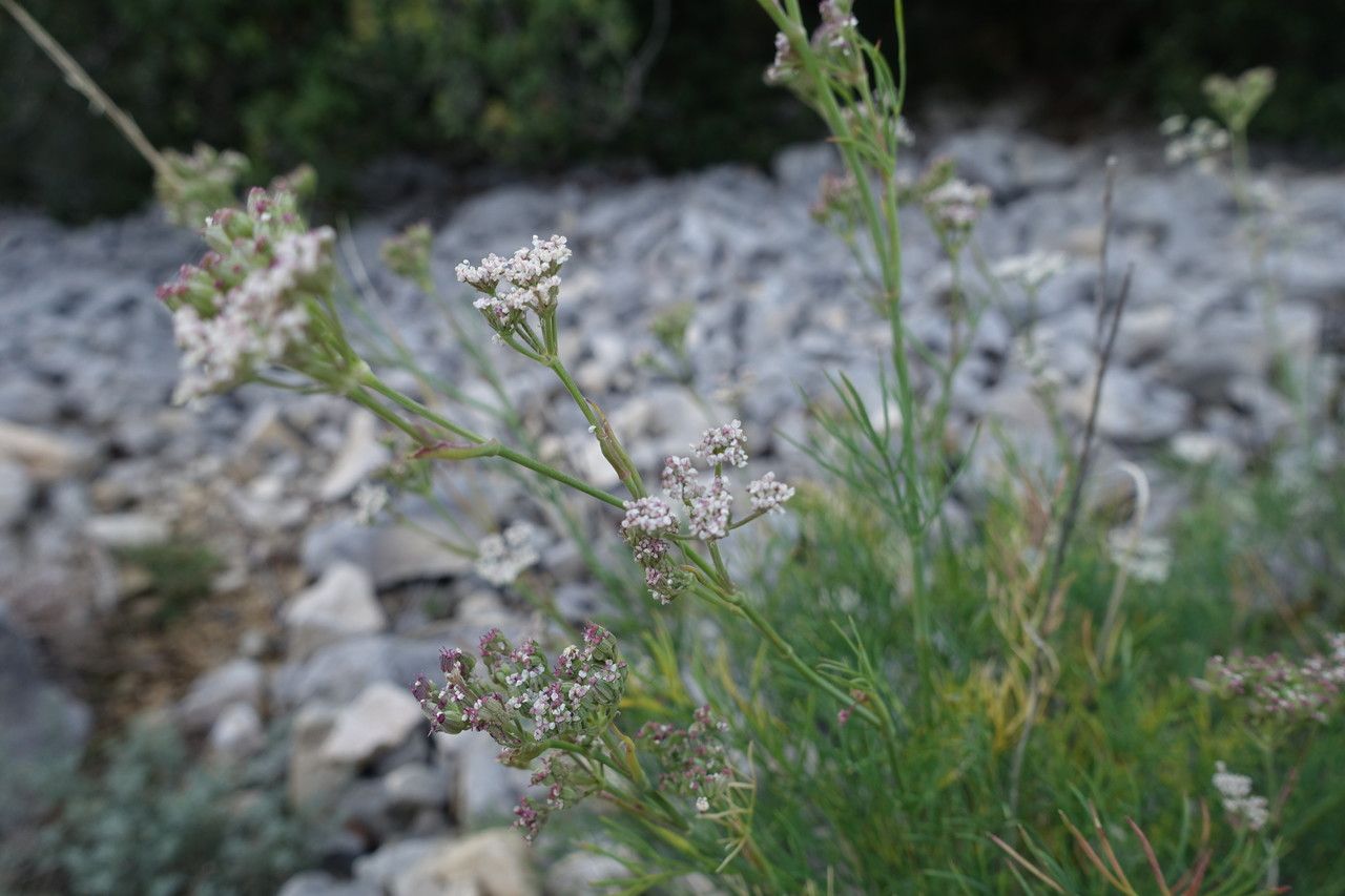 Seseli galloprovinciale flower