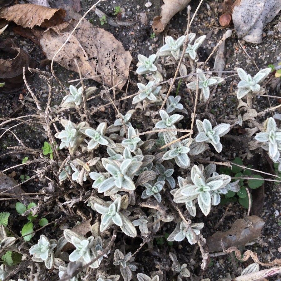 Sideritis stachydioides — search result for 'Sideritis'