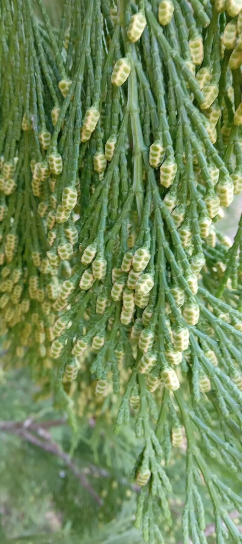 Calocedrus decurrens flower