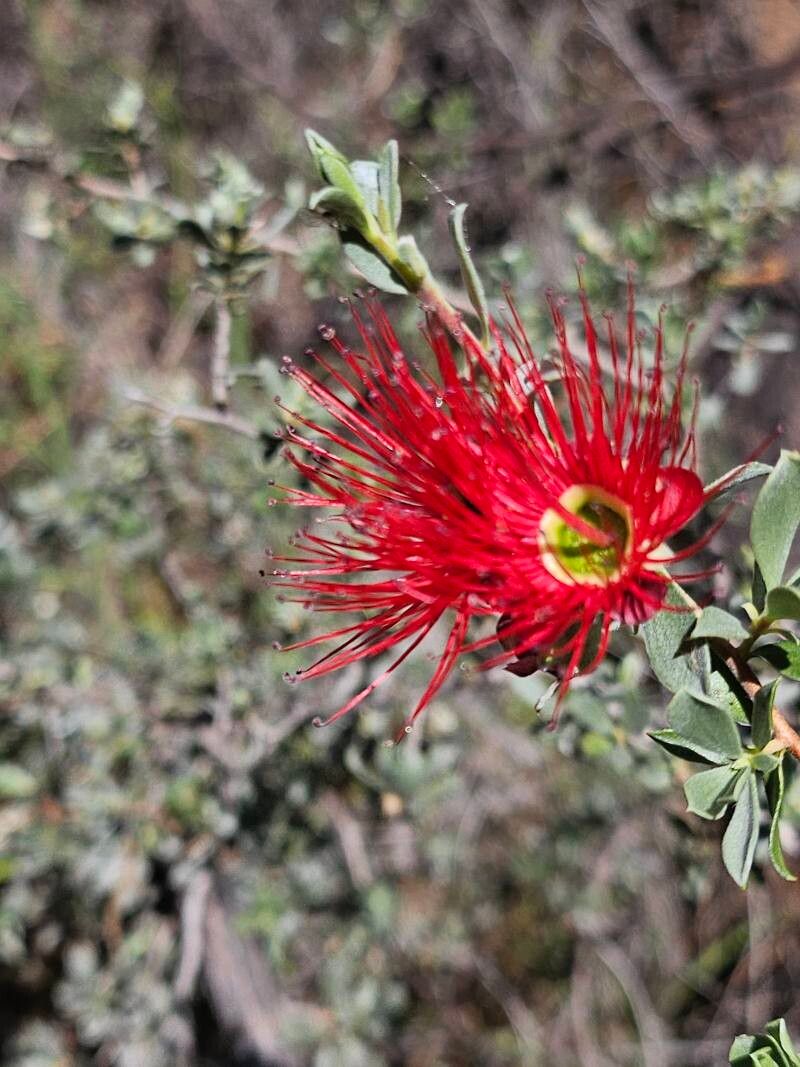 Kunzea pulchella flower