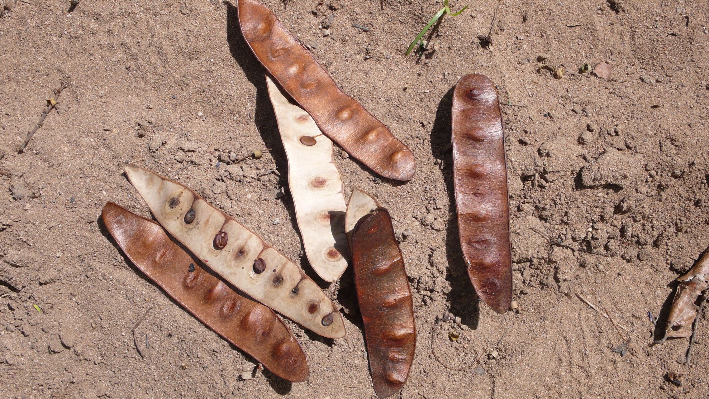 Piptadenia retusa fruit