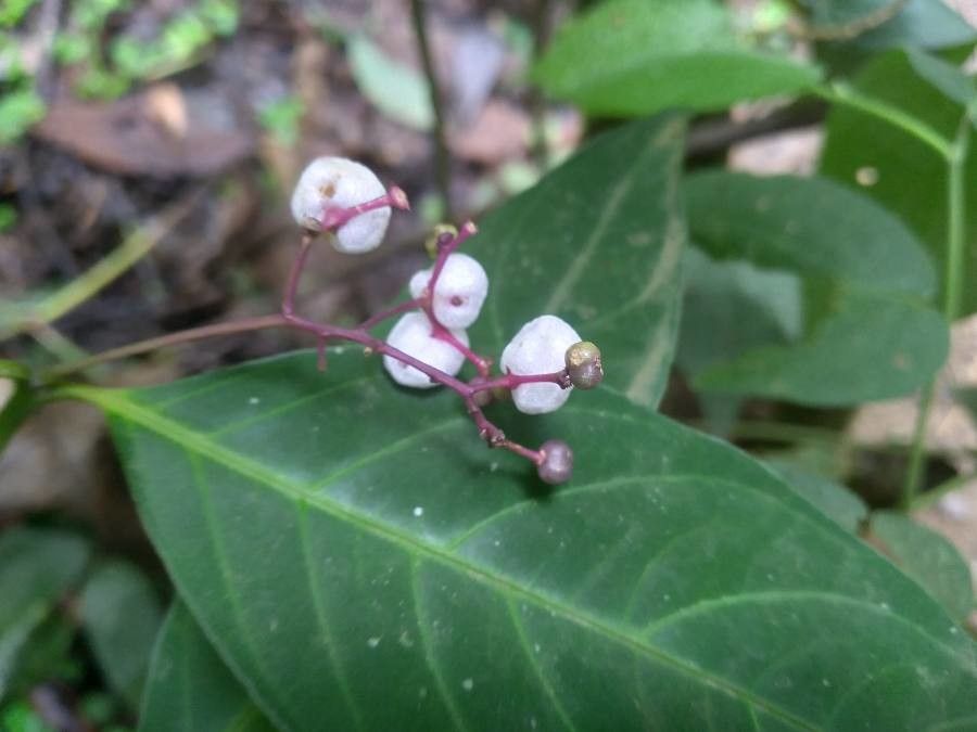 Clidemia ombrophila flower