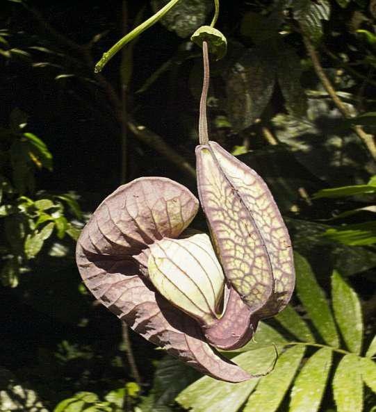 Aristolochia gorgona flower