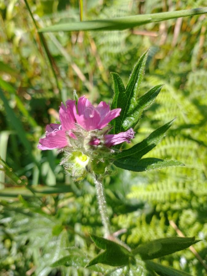 Sidalcea hirtipes — houseplant care guide