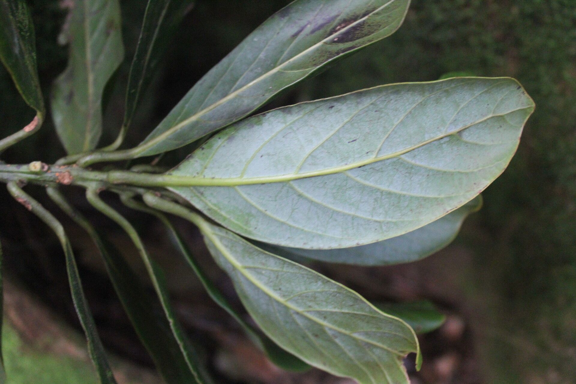 Beilschmiedia tilaranensis — houseplant care guide