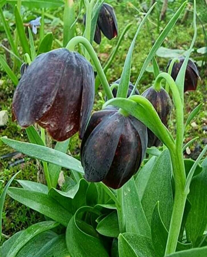 Fritillaria graeca — search result for 'Serbia'