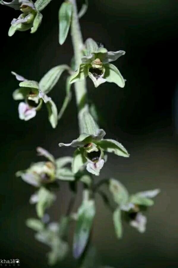 Epipactis condensata — search result for 'Epipactis'