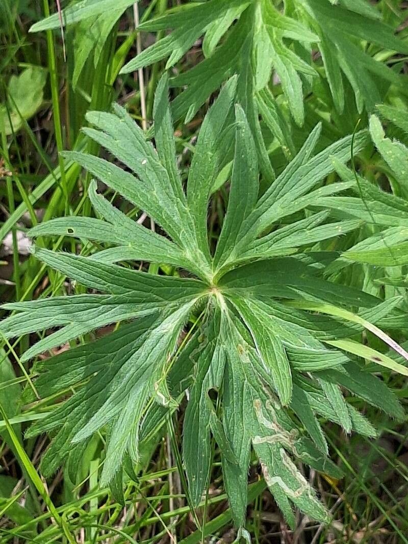 Anemonastrum narcissiflorum leaf