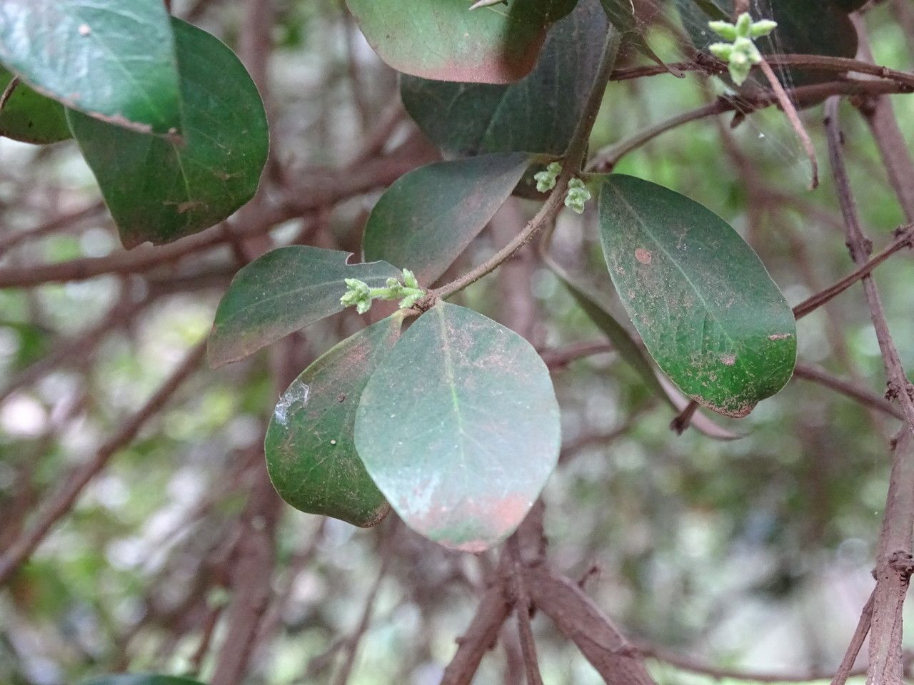 Scutia myrtina flower